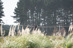 Porphyrio melanotus melanotus