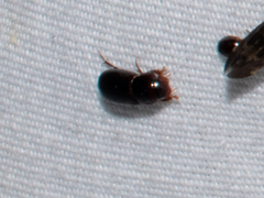 Aphodiinae