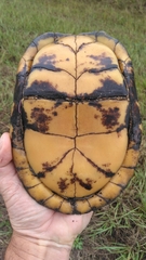 Terrapene carolina major