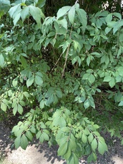 Euonymus alatus