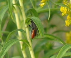 Astata