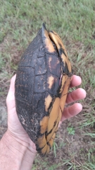 Terrapene carolina major