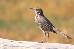 Oreoscoptes montanus