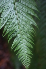 Polystichum aculeatum