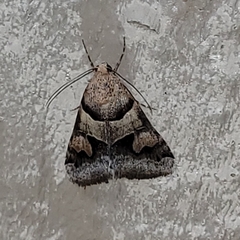 Drasteria pallescens