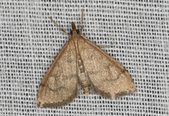 Metasia dicealis