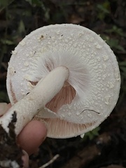 Agaricus
