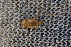Pseudoedophrys hilleri