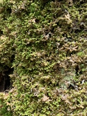 Ptilidium pulcherrimum