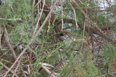 Curruca melanocephala