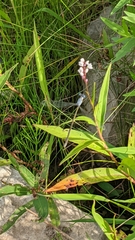 Chromagrion conditum