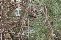 Curruca melanocephala