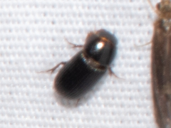 Aphodiinae
