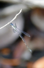 Lestes spumarius