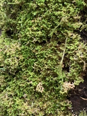 Ptilidium pulcherrimum