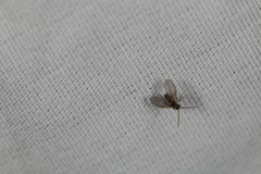 Trichomyia nuda