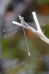 Lestes spumarius
