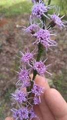 Liatris
