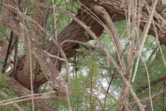 Curruca melanocephala