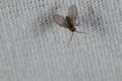 Trichomyia nuda