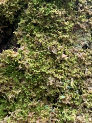 Ptilidium pulcherrimum