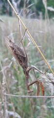 Mantis religiosa