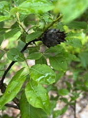 Rabdophaga strobiloides