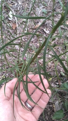 Liatris