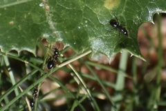 Formicinae