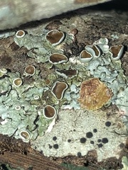 Punctelia bolliana