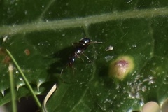 Formicinae