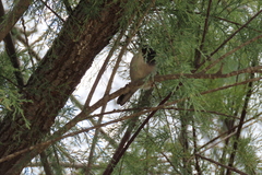 Curruca melanocephala