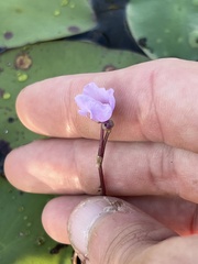 Utricularia purpurea