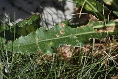 Formicinae