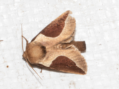 Prolimacodes badia