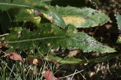 Formicinae