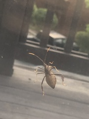 Acanthocephala terminalis