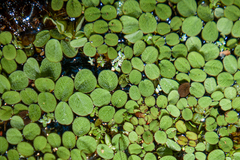 Salvinia minima