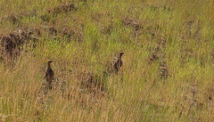 Centrocercus urophasianus