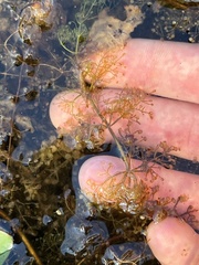 Utricularia purpurea