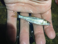 Semotilus corporalis