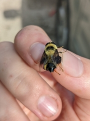 Eristalis flavipes