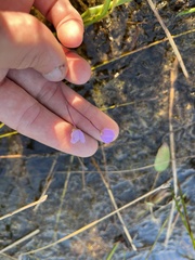 Utricularia purpurea