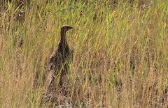 Centrocercus urophasianus