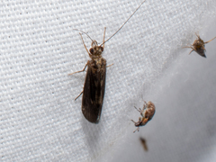 Trichoptera