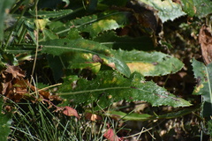 Formicinae