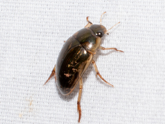 Tropisternus collaris