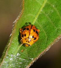 Harmonia octomaculata