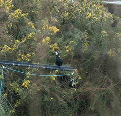 Microcarbo melanoleucos brevirostris