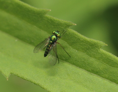 Condylostylus flavipes